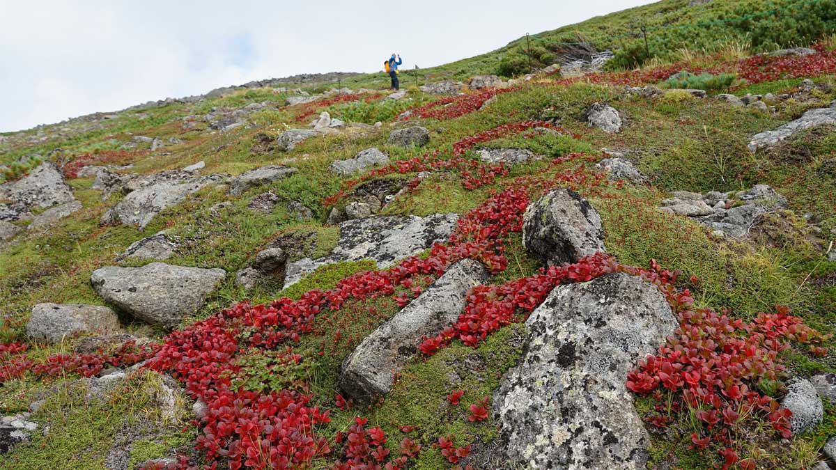 ホテル大雪周辺の紅葉9月1日