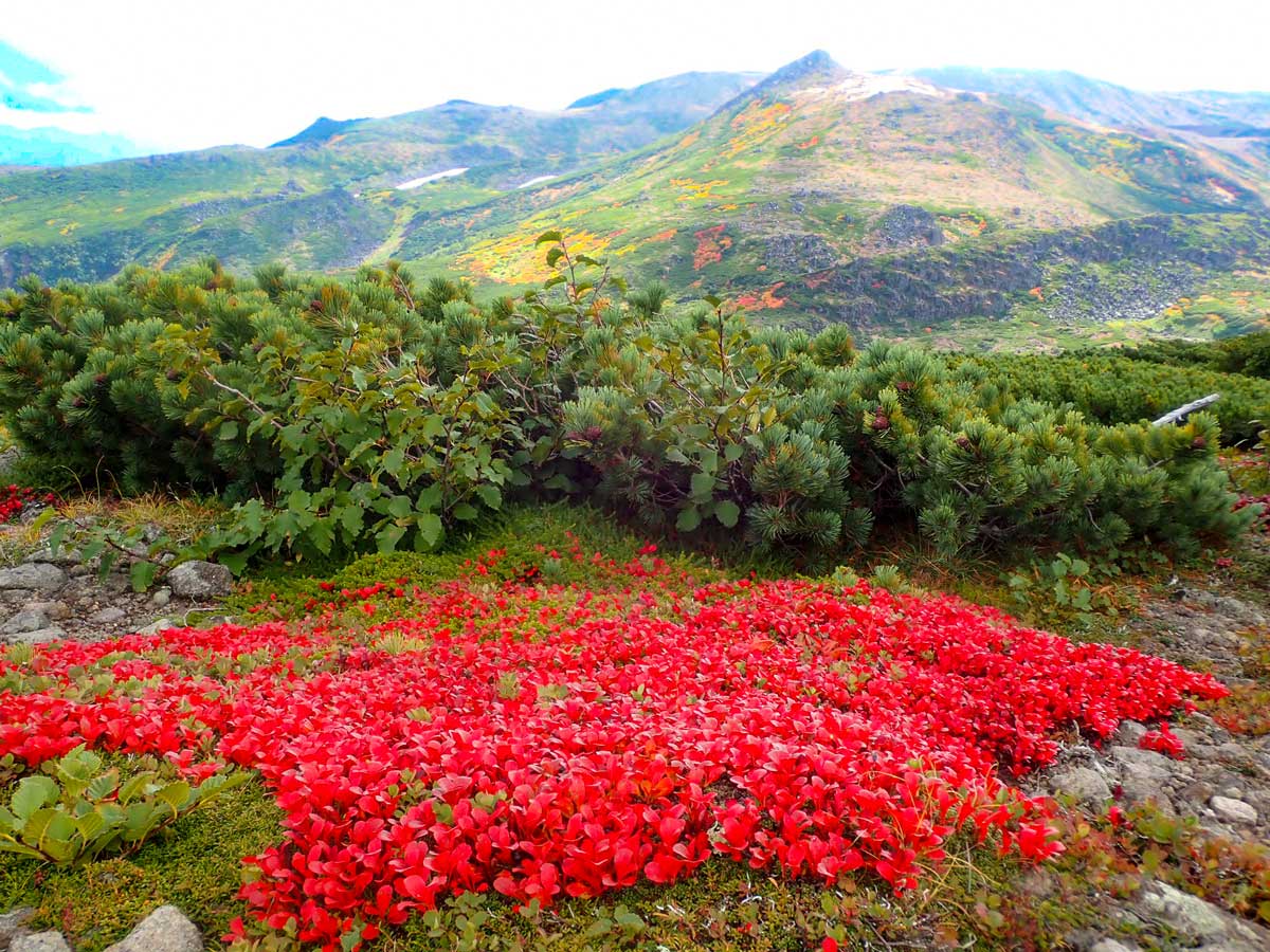日本一早い紅葉、層雲峡にあるホテル大雪周辺の紅葉9月5日の様子