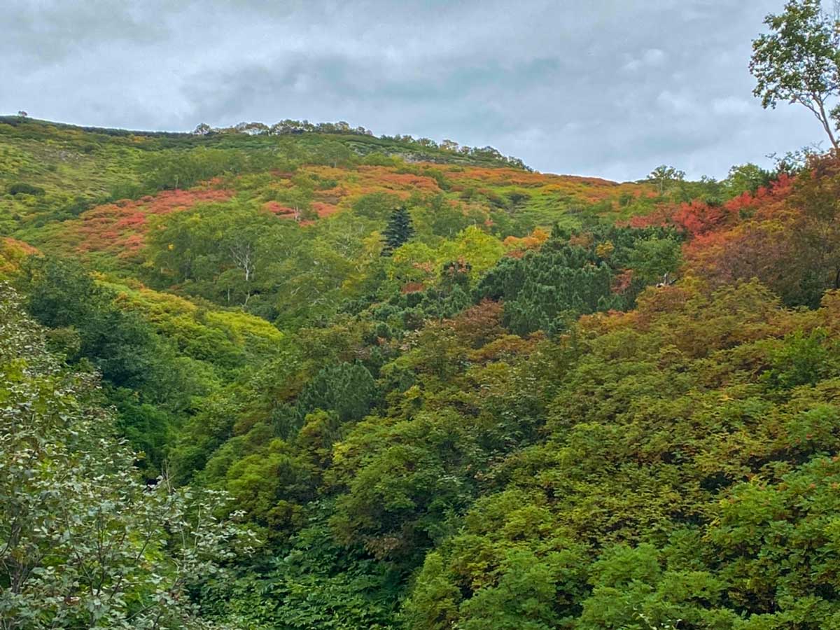 日本一早い紅葉、層雲峡にあるホテル大雪周辺の紅葉9月8日の様子
