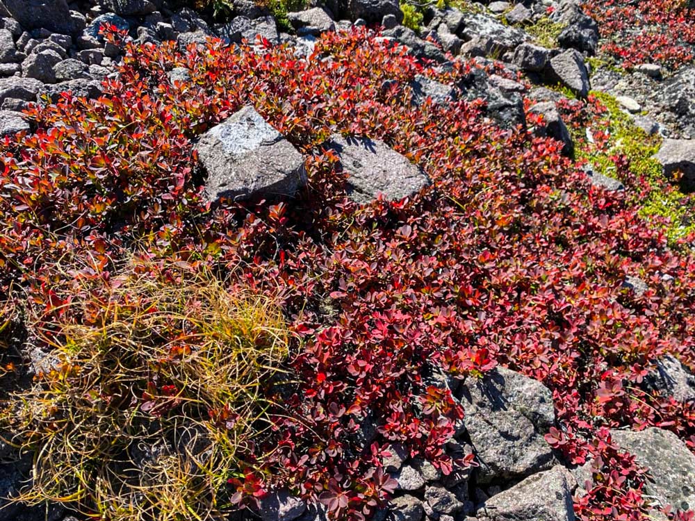 日本一早い紅葉 北海道 層雲峡 ホテル大雪周辺の紅葉9月11日