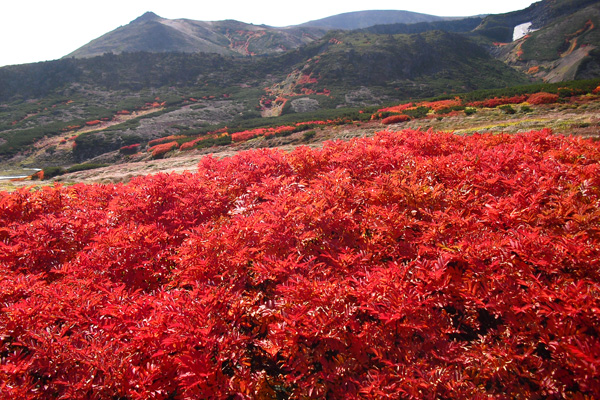 紅葉情報21 層雲峡ホテル大雪スタッフの紅葉情報