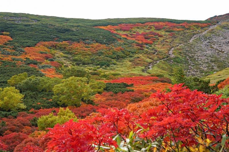 北海道上川層雲峡・ホテル大雪のスタッフによる日本一早い紅葉情報