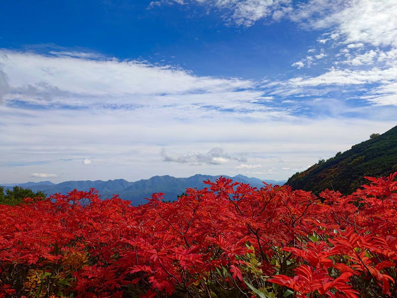 北海道上川層雲峡・ホテル大雪のスタッフによる日本一早い紅葉情報