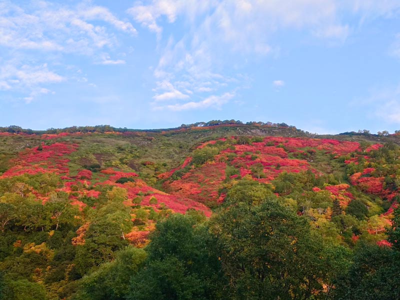 北海道上川層雲峡・ホテル大雪のスタッフによる日本一早い紅葉情報